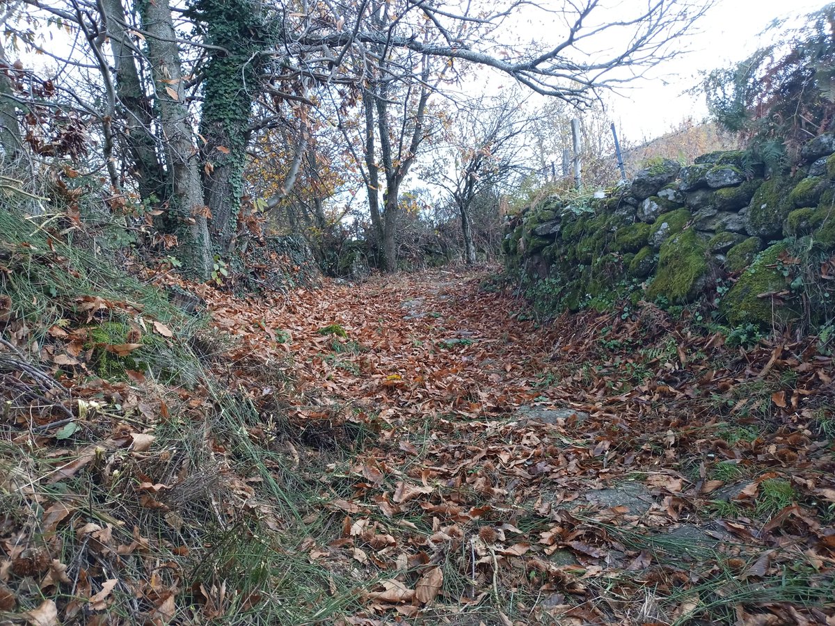 WildlandFirefig's tweet image. Desbrozar caminos de montaña o monte bravo no es lo mismo que hacerlo en un parque, jardín, zona urbana o caminos anchos y rectos.
Es bastante más difícil, duro y sobre todo PELIGROSO.
Hilo sobre &apos;parados a limpiar montes&apos; y sobre el desconocimiento acerca del monte.