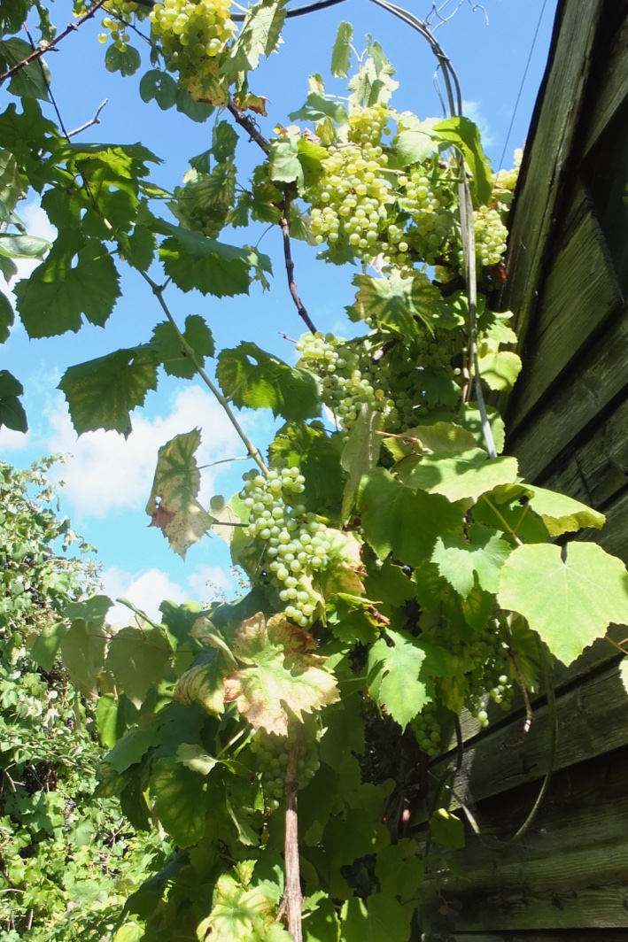 cannot believe how good the grapes are this year, this Mueller Thurgau has always been prey to mould, mildew &amp; rot, right now prolific, near perfect, sweet &amp; delcious
-and where have all the birds gone, bizarre,