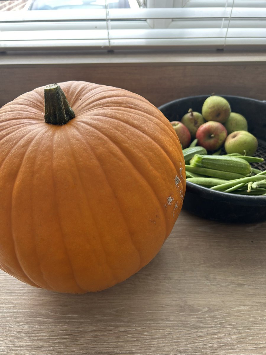 FitFactoryAbc's tweet image. Today’s harvest from our Boxing Gym Allotment, @jamieoliver time to try the pumpkin risotto from the eat yourself healthy programme, &amp;amp; your recipe book arriving this afternoon 🥊