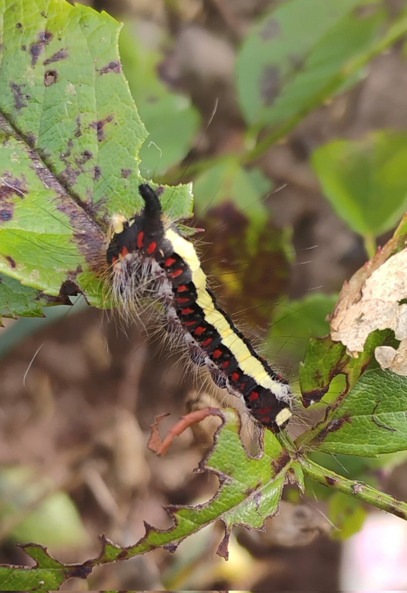 jamessims5's tweet photo. Grey dagger moth caterpillar in Fife #moths #InsectThursday https://t.co/Q8eAjTE0vt