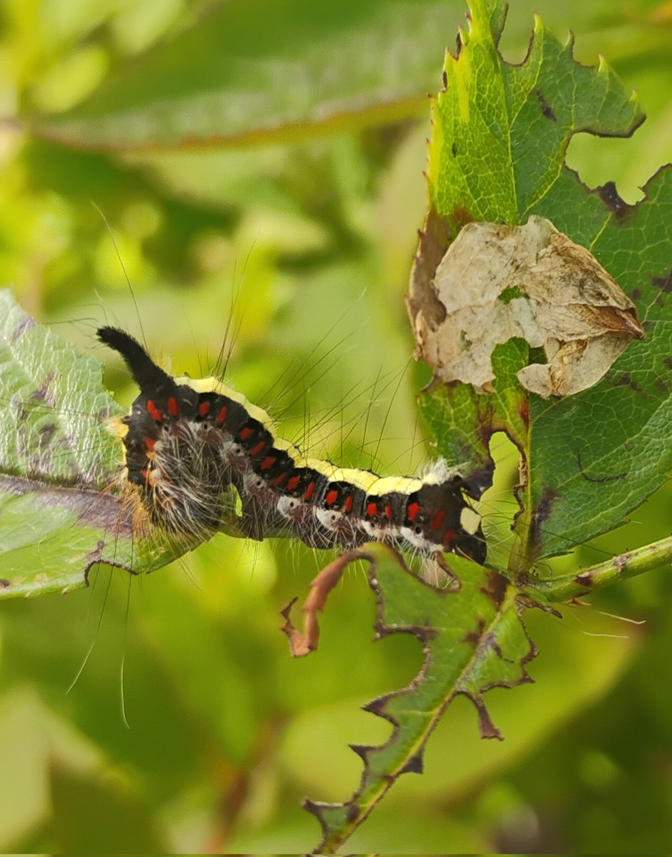 jamessims5's tweet photo. Grey dagger moth caterpillar in Fife #moths #InsectThursday https://t.co/Q8eAjTE0vt