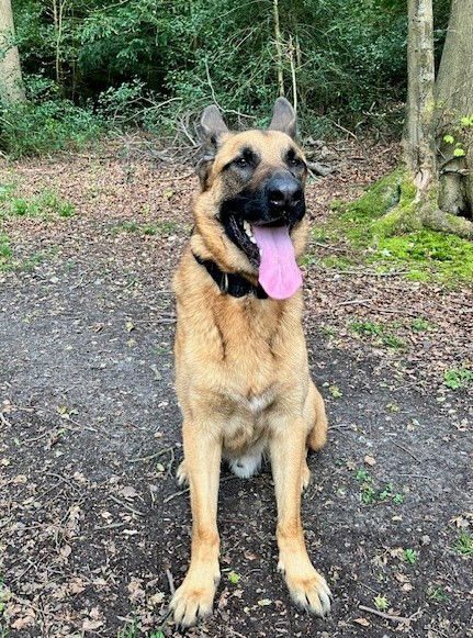 🥳 Happy 5th Birthday Benny 🥳

Benny is celebrating his 5th birthday at our #Cornwall kennels and hopefully his next birthday will be in a home 🏡

#dogs #GermanShepherd #HappyBirthday 
gsrelite.co.uk/benny-2/