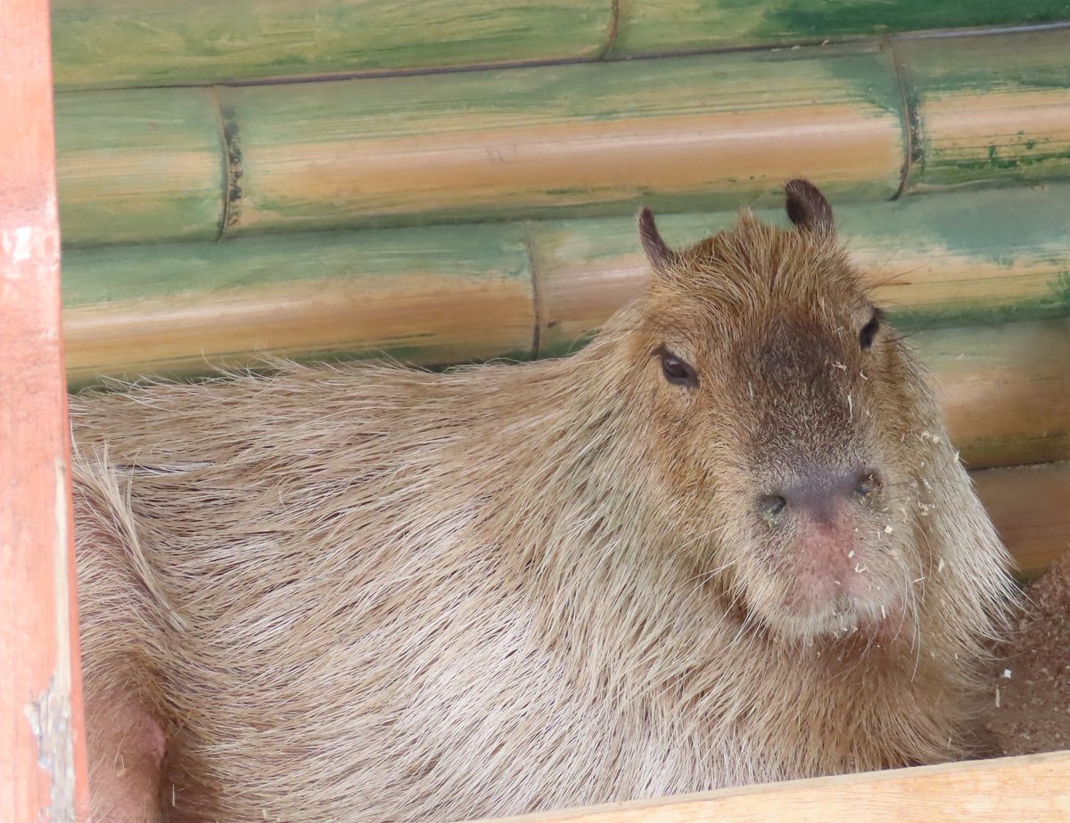 9月11日撮影📷
王子動物園のカピバラ
お顔におがくずだらけのパピコちゃん♪