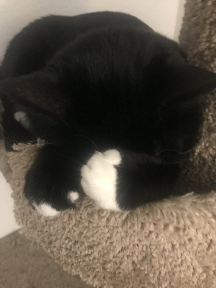 ImBuzztheCat's tweet image. My heart is broken💔
In Memory of 9/11 and Charlie Kirk💔
#CatsOfX #NerverForget #CharlieKirkShot #UnitedWeStand