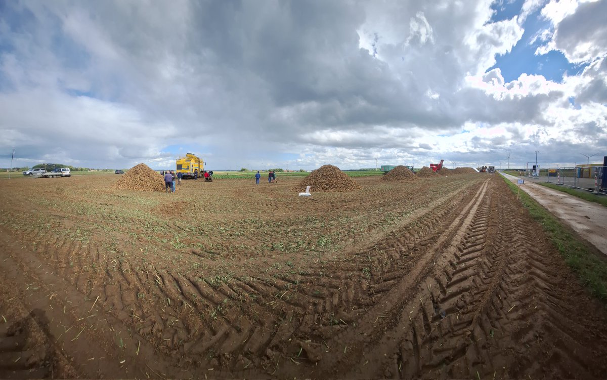 Oogstdemo voor onze #cichorei telers in Wallonië