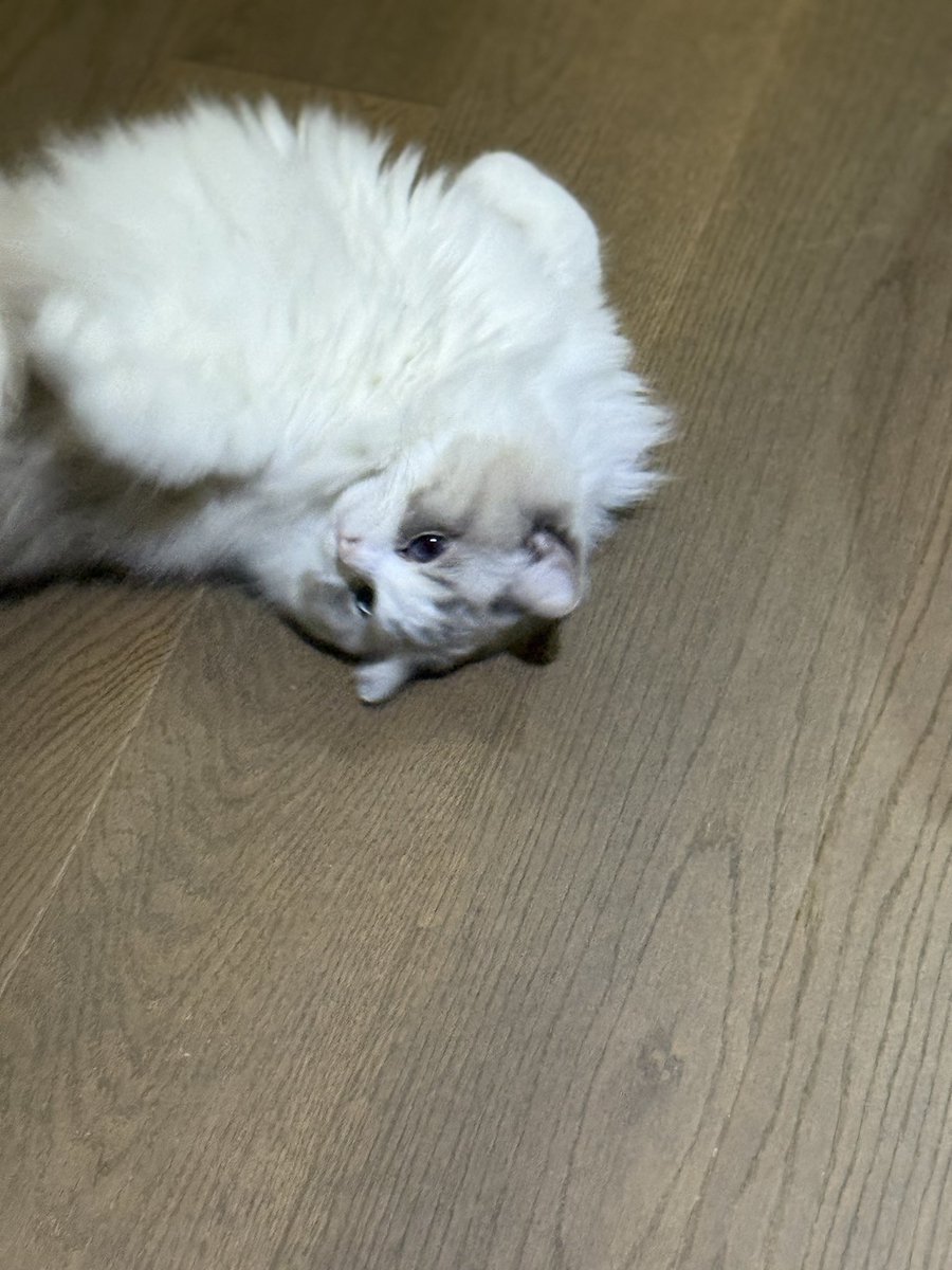 aransbintang's tweet photo. Ini meong aku namanya lucyyyyy hehehehehe🐱 mau lihat meong punya temen temen dong🐱🐱🐱 https://t.co/GD6MkpHKks