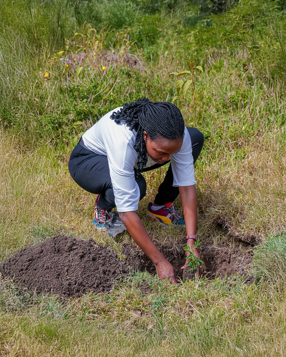 magicalkenya's tweet photo. Travel with purpose! Our #OneTouristOneTree initiative turns your Kenya adventure into lasting environmental impact. Plant a tree, leave a legacy.
#MagicalKenya #SustainableTourism #TembeaKenya #Nanyuki #Conservation https://t.co/hr8MtMe8y4