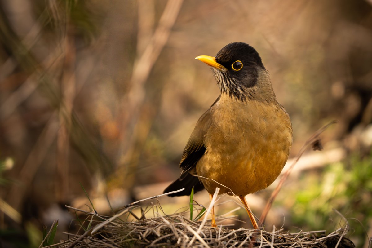 Acá también los zorzales estaban con todas las pilas. Este es el Zorzal Patagónico, que obviamente habita Patagonia, pero también está expandiéndose hacia las pampas. 
Reserva Municipal #LlaoLlao, #Bariloche.