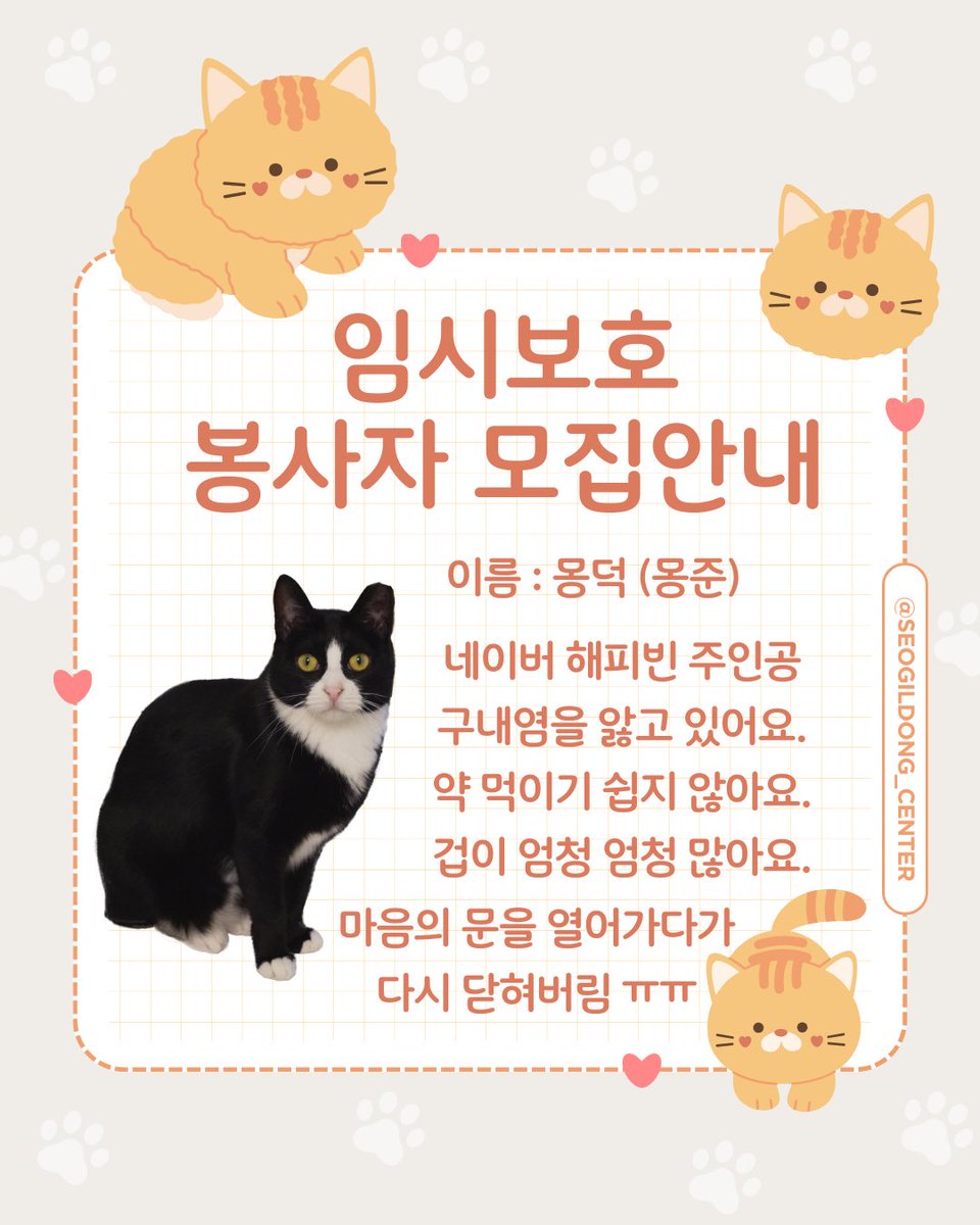 교류를 하다보면 마음의 문을 열어주지 않을까 하는 기대를 담아 임시보호 봉사자 모집공고를 올립니다. 모두 겁많은 야옹친구들이에요.. 🥹