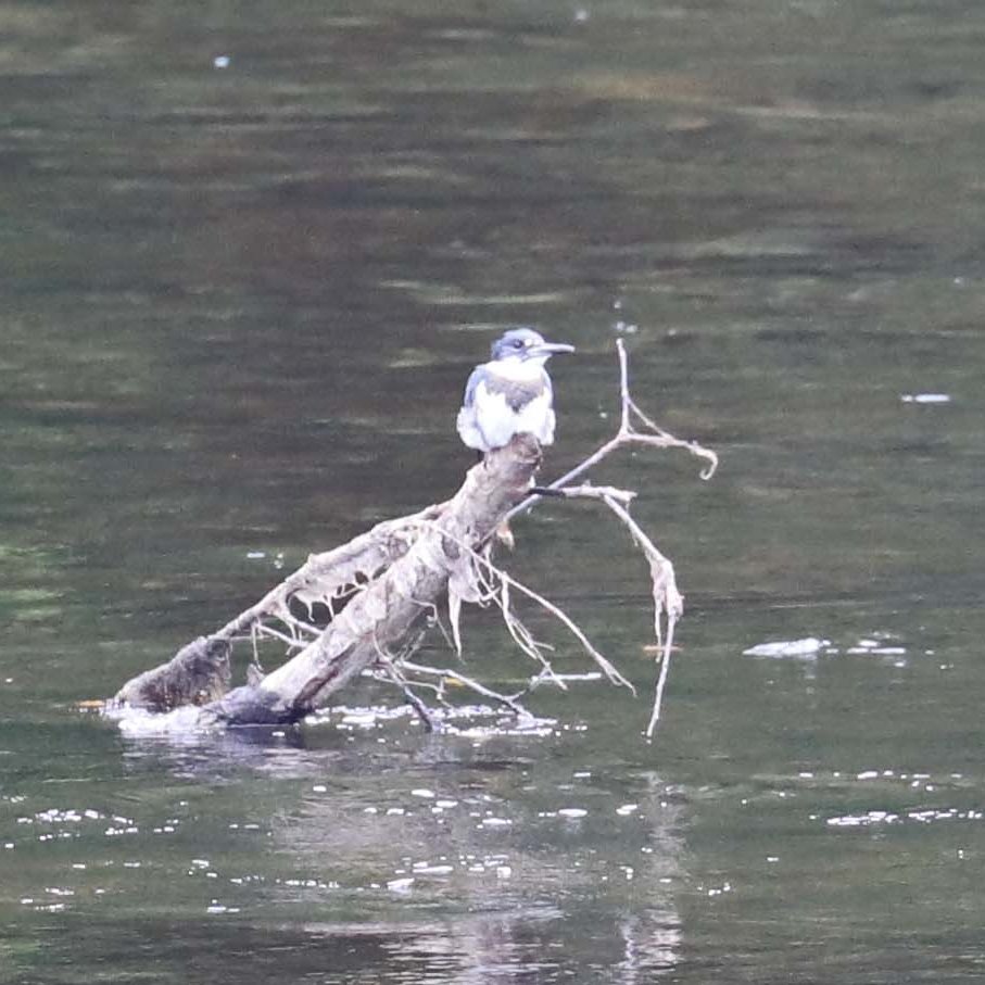 PaleWhaleCanoes's tweet image. Gauge: 2.06’ Min. Age: 12      

We open at 9 AM today &amp;amp; run the following trips all day UNTIL:      

3 pm: 4 Mile Canoe/Kayak      

#ClarionRiver #CookForest #RiverLife #BeltedKingfisher
