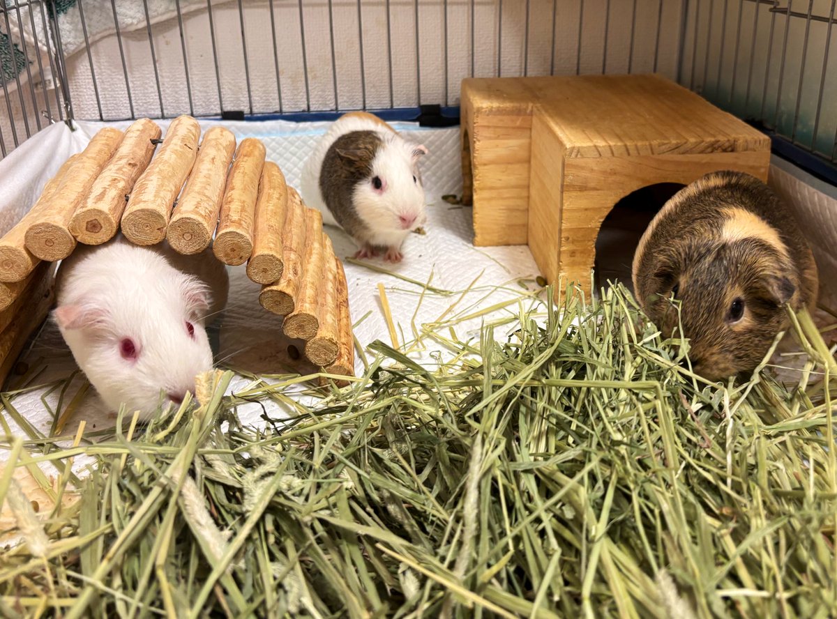 職場でとんでも土砂降り
一時期は目の前冠水して帰れない、オワタと思ったけど
カメラ見たらうちの子達はなんの気にもとめずむしゃむしゃ草食ろうてぺちゃんこになって寝てた😇
雨も止み道も元通りに、無事帰宅
皆様は無事であろうか？
お疲れ様でした

 #きなたん
 #ピノちゃん
 #ビノちゃん