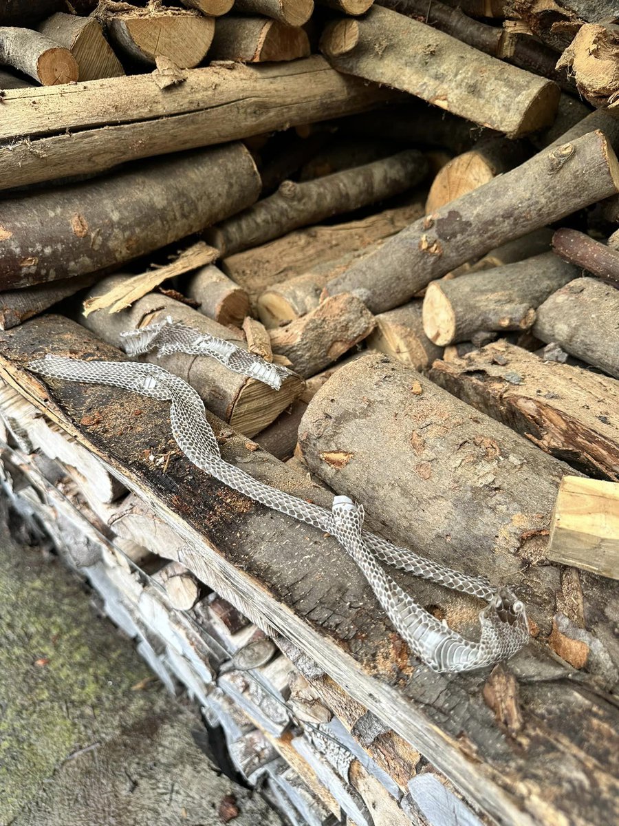 Evin odunluğunda böyle bir şey buldum. Yılan deri değişmiş burada bırakmış. Para eder mi ya da yenir mi?