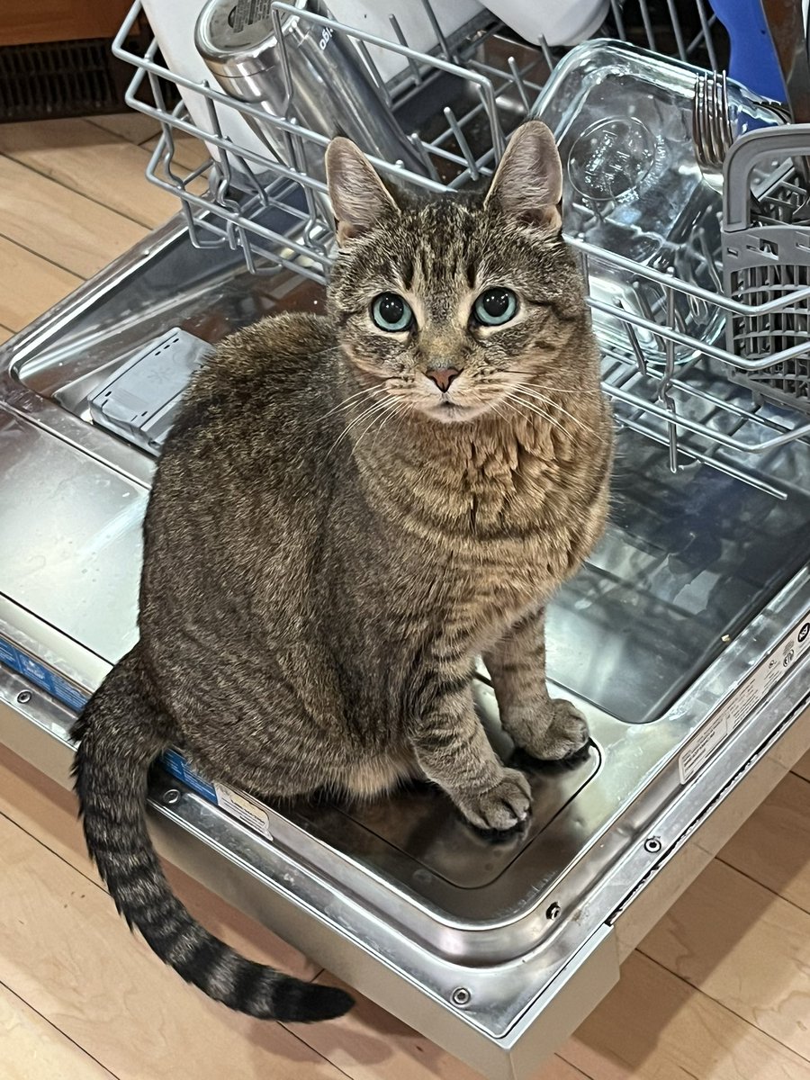 moopscoot's tweet image. Hello Everybody it is me Moppy Cat