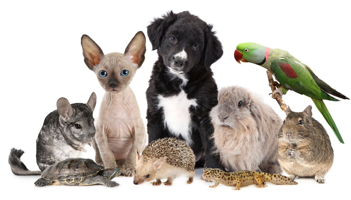 Calling all pets from the community! DM us your pet pictures and we will show them off through the month of October. 

Dogs, cats, rabbits, snakes, guinea pigs, birds, lizards and all the rest.

Run, hop, fly, swim, slither, or crawl to our inbox ASAP!

🐶 🐱 🐰 🐴 🐹 🐸 🐮