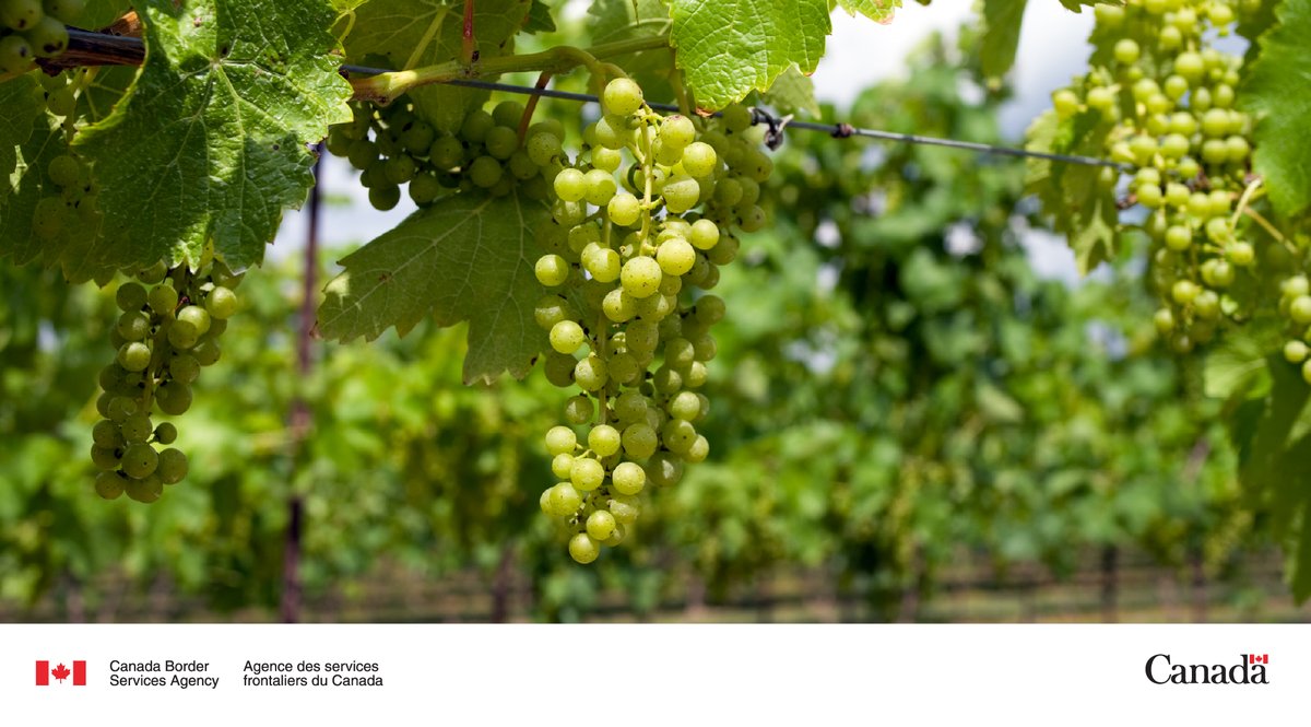 CanBorderSOR's tweet image. Sip, sip, hooray! If you are travelling to the @NiagaraWineFest this weekend, &quot;read between the wines&quot; and #KnowBeforeYouGo with these border tips: cbsa-asfc.gc.ca/travel-voyage/…