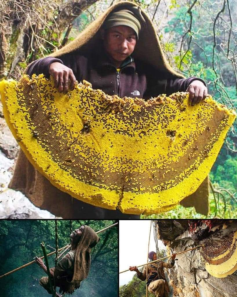 Mad honey, a product of bees feasting on the pollen of rhododendron flowers, possesses hallucinogenic properties due to the presence of grayanotoxin in Rhododendron luteum and Rhododendron ponticum. This toxin induces diverse bodily reactions, including hallucinations, reduced