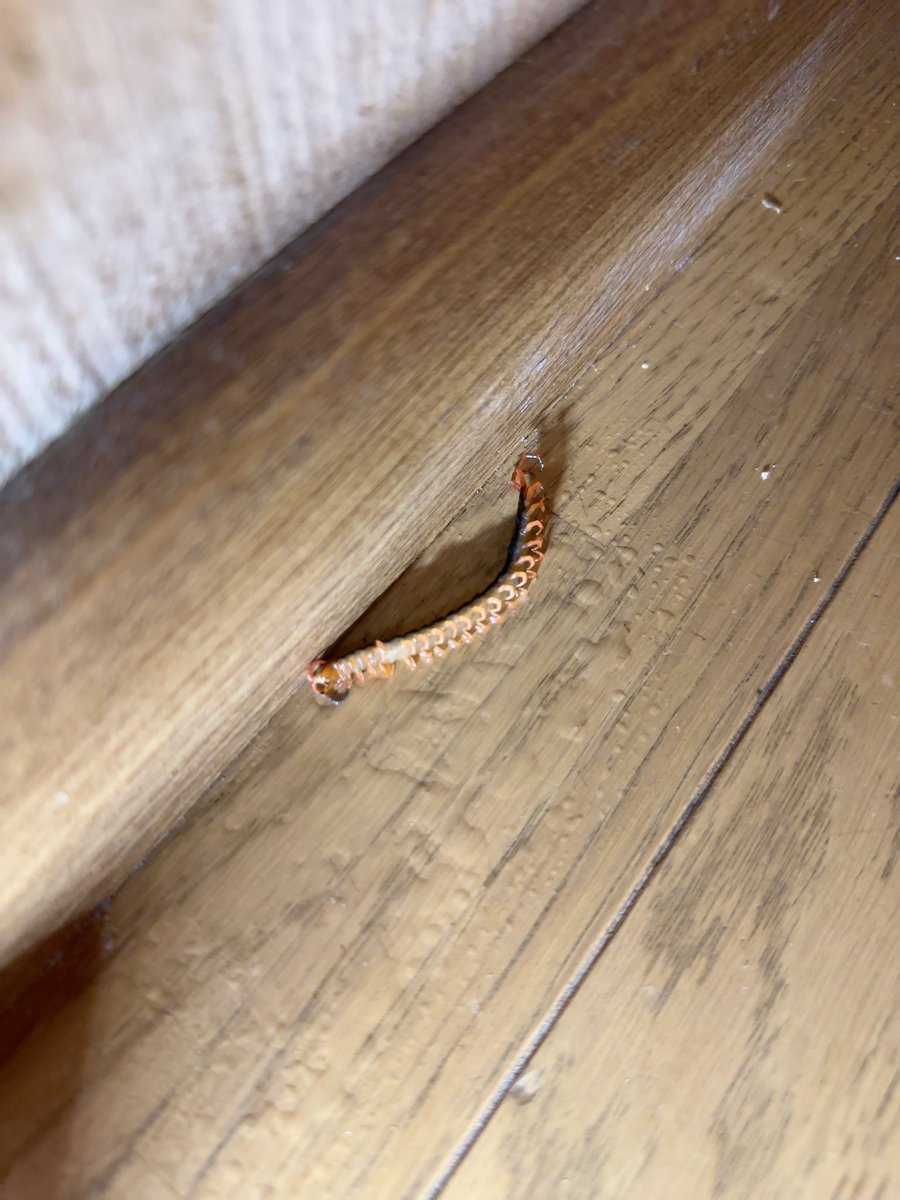 あーまた出て来たムカデ😭パーツクリーナーで瞬殺‼️