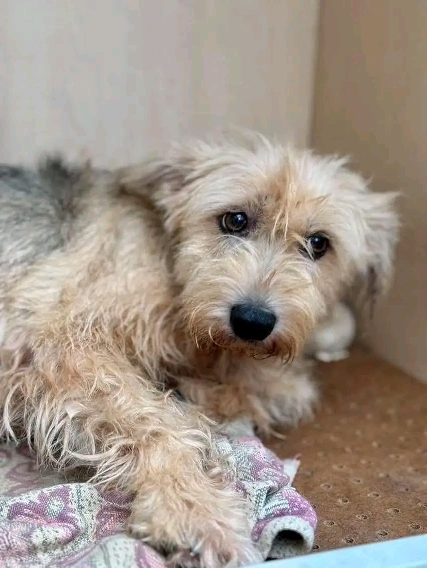 Proskoviia's tweet image. Терміново шукаємо дім для невеликої колись домашньої собачки, яку викинули на вулицю 🆘
Назвали Ауріка.Вік до 3-х років. Стерилізована. Ходить на повідку. Дуже добра і контактна
📲 +380 (96) 007 04 50
Київ ‼️