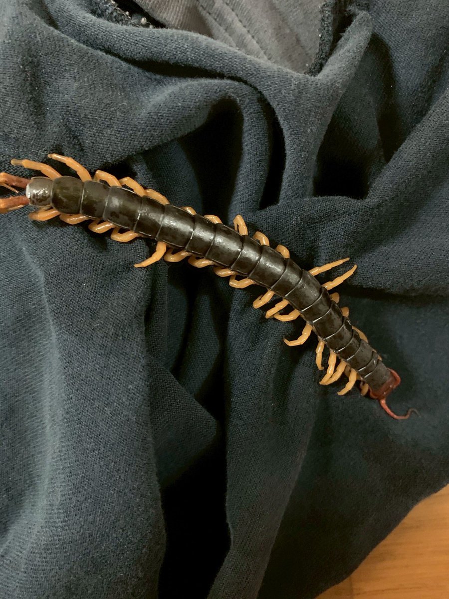 昔寝てた時に背中に入って来たムカデ💦こいつが一番ヤバかった　なんか背中むずむずするからTシャツ脱いだらいた事件〜これもパーツクリーナーで瞬殺😉