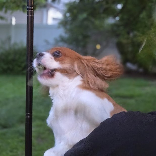 the world is scary right now so post a silly photo of your pet 🐶🐱