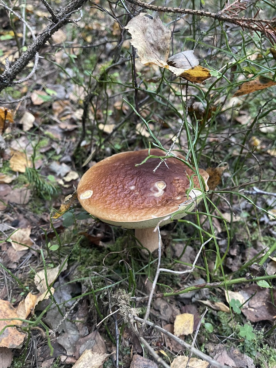 Осенний лес прекрасен!