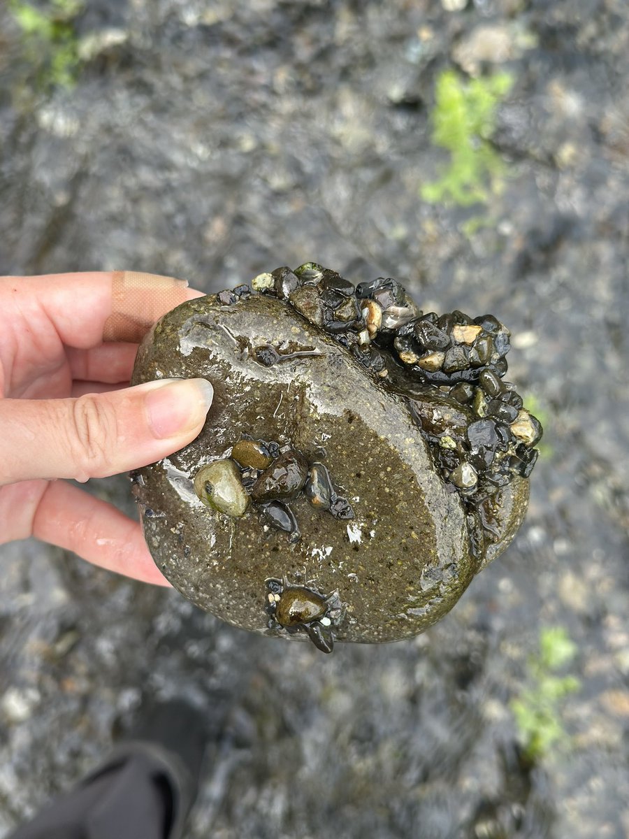 豊永裕美.食材探検家 (@harapeko64chan) / Posts and Replies / X