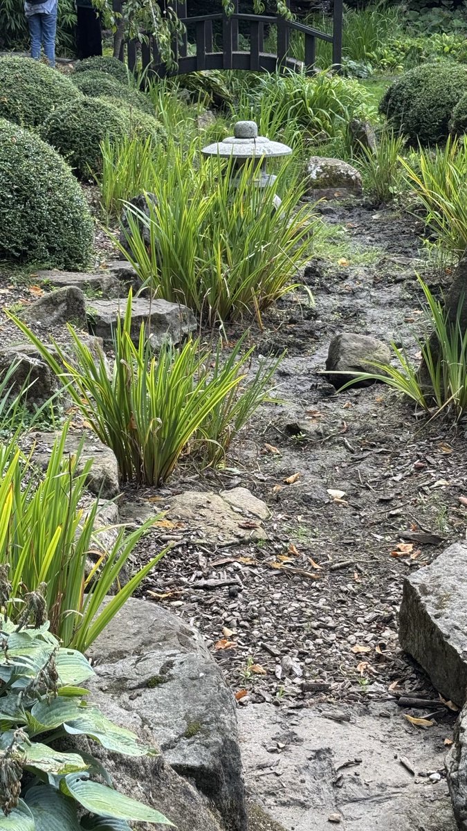 The Japanese Garden stream looking rather dry.