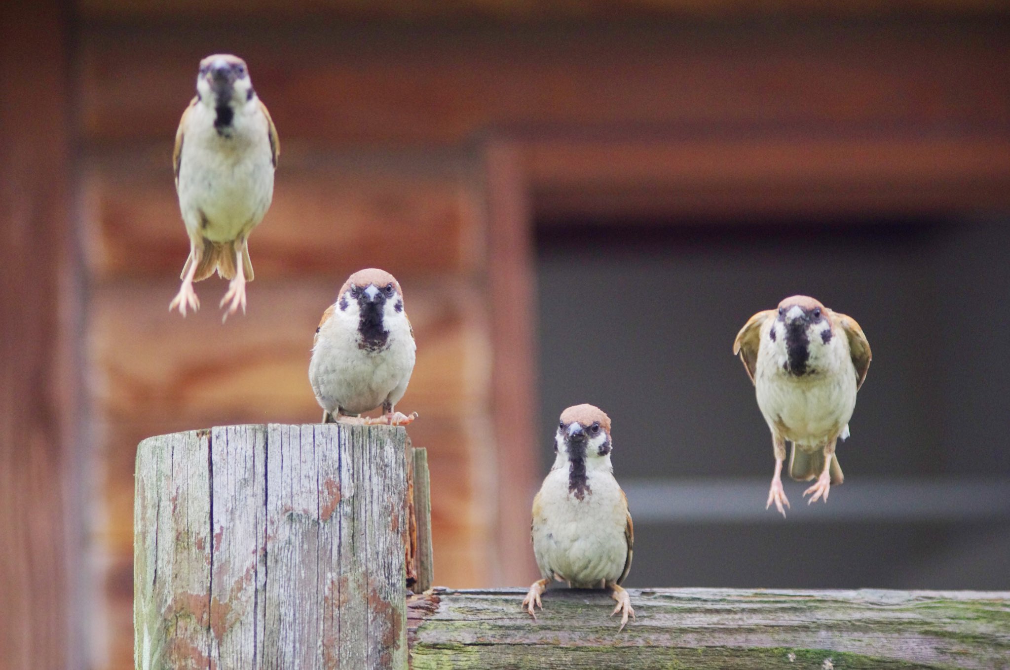 中野さとる on X: 