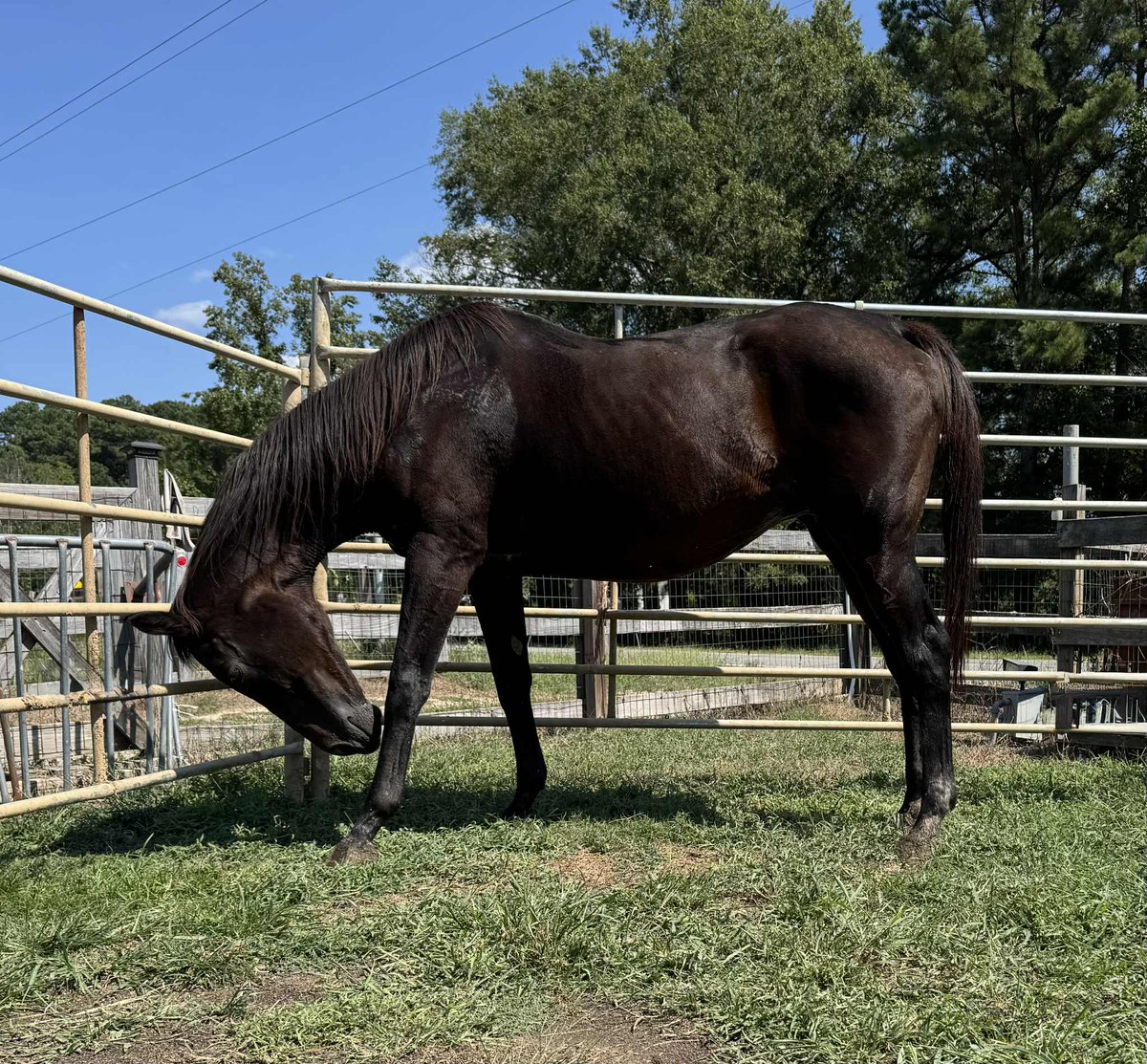 ❤️‍🩹❤️‍🩹Update! Beautiful Bay aka BB has had an upper respiratory infection that she has still not cleared from so she has had to stay in quarantine longer. Her ongoing vet expenses and tests have been quite high unfortunately. We pray she will be able to completely heal soon. ❤️‍🩹🙏❤️‍🩹