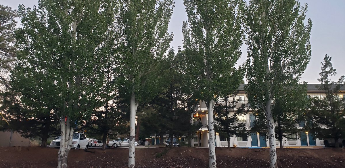 Brian Alston tweet media