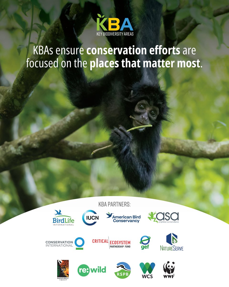 Mapping Key Biodiversity Areas helps focus conservation where it’s most needed! 🌳

💡#KBAs guide conservation planning, minimize biodiversity loss, and help the financial sector avoid impacting fragile natural areas.

📷 𝘈𝘵𝘦𝘭𝘦𝘴 𝘧𝘶𝘴𝘤𝘪𝘤𝘦𝘱𝘴 © Mike Krzychylkiewicz