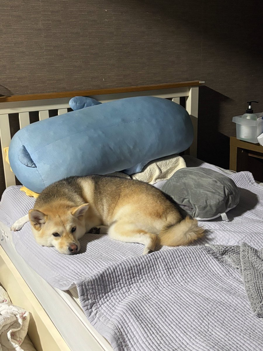 모가 인형인지 모르겠네~??