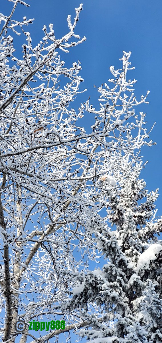 zzippy888's tweet photo. It's #ThrowbackThursday
My throwback is
#hoar #frost in #Winter2024
Share your throwbacks! https://t.co/lVH11jSo3f
