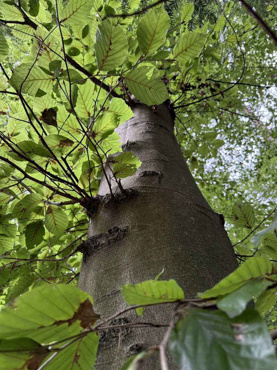 Wenn man Pilze finden will, sollte man Bäume kennen - vor allem im Herbst, der Hauptsaison der Mykorrhizapilze, also der Pilzarten, die mit Bäumen in Symbiose leben. Dabei muss man nicht immer ganz nach oben gucken: auch auf dem Boden finden sich Hinweise, welche Baumarten hier