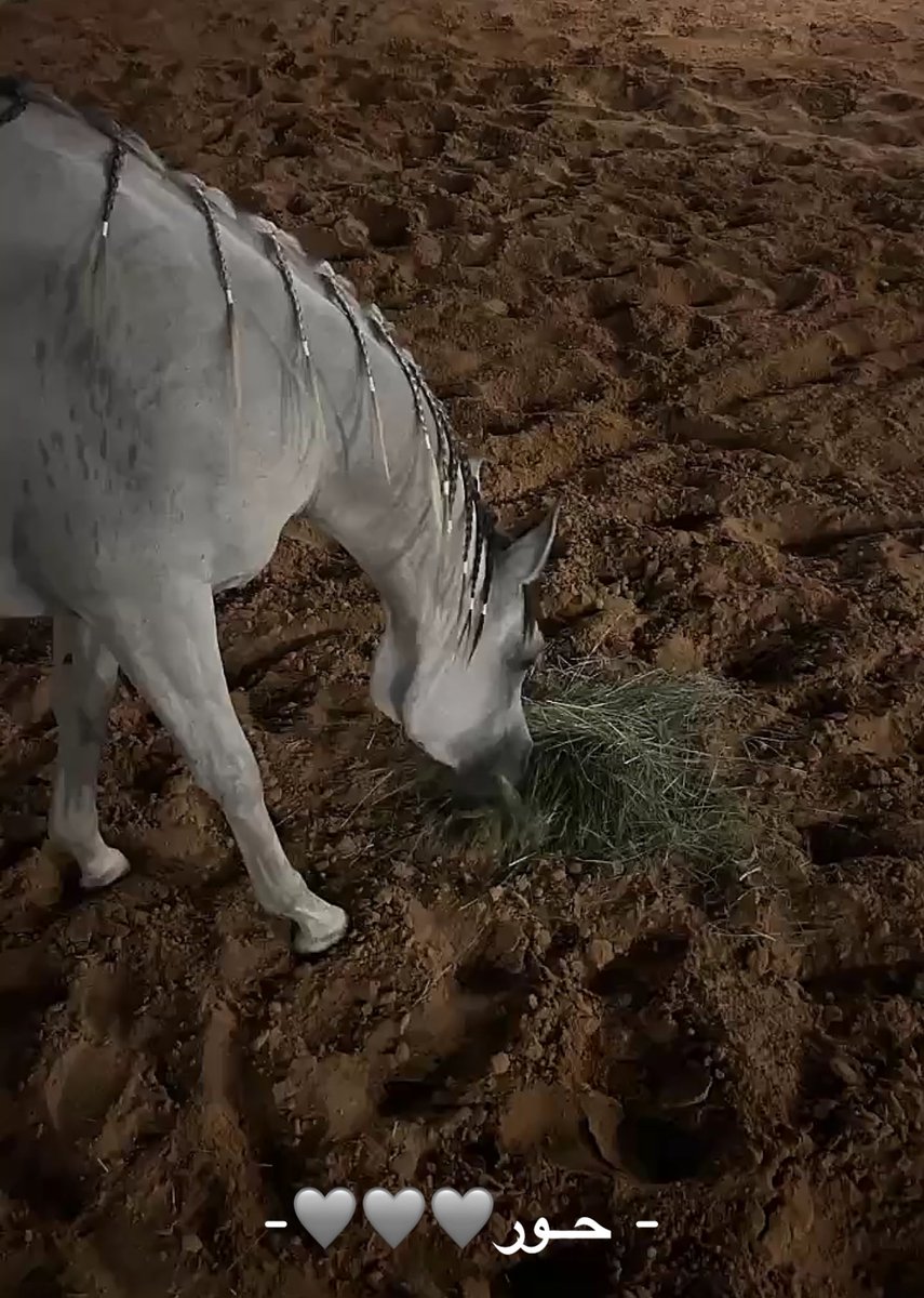 عبدالله بن جنيّح | Abdullah Bin Jenaih tweet media