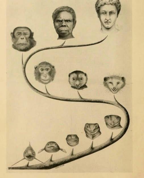 Emme_Klama's tweet photo. This somehow explains a lot about what's going on these days. 

#FishBrain #LizardBrain #MonkeyBrain https://t.co/cuEaC42t0D