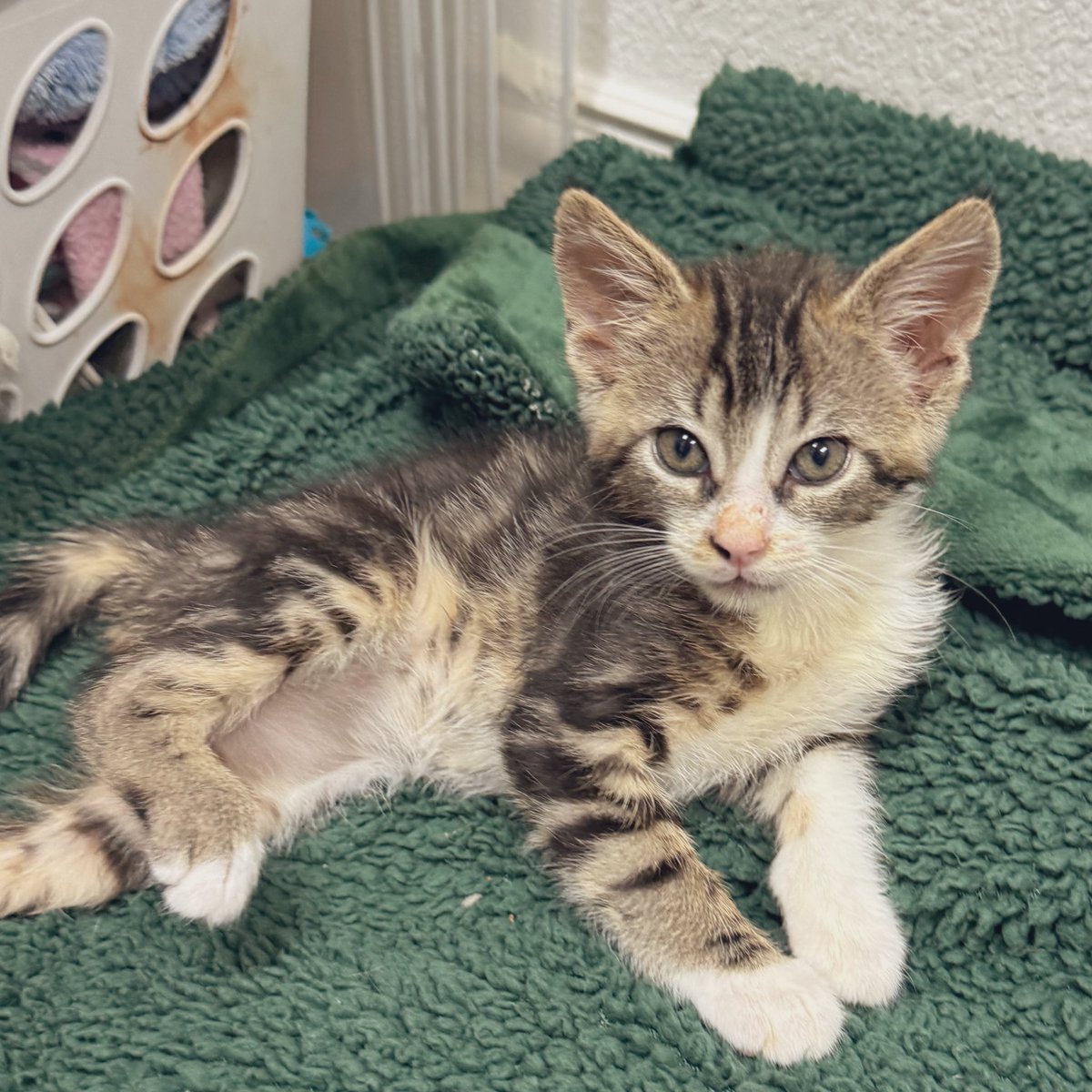 Resting after a morning of serious romping. #Ernie #kittens #CatsOfX #CatsOfTwitter