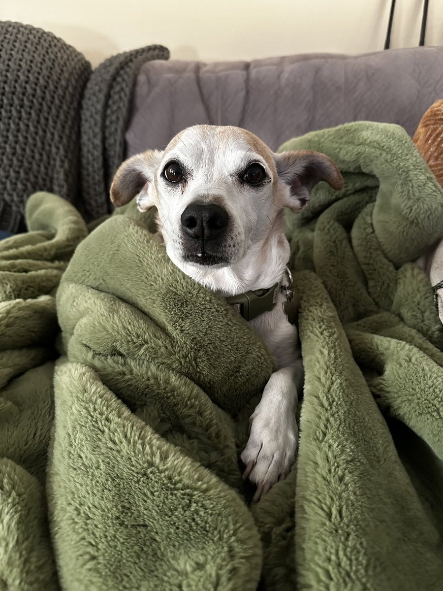 Some precious Gizmo to cleanse the timeline this morning 🧼