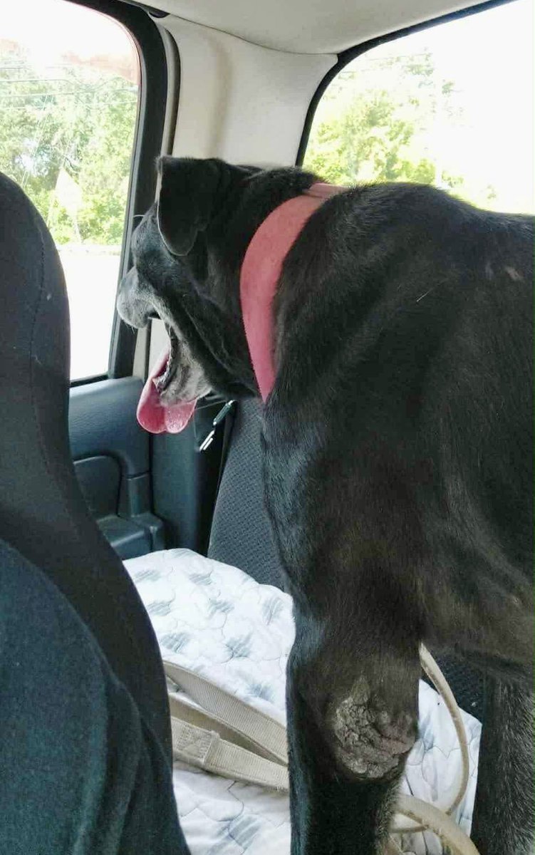 Donna Lac tweet media