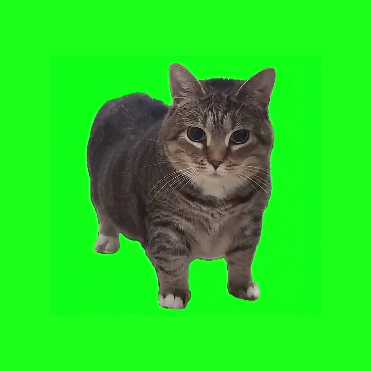 ChoupetteJoe's tweet image. I have been following OIIAOIIA from the beginning. It&apos;s been nearly a year now.

OIIAOIIA is a universal meme. At its center is Ethel, the spinning cat, just as cute and as iconic as Kabosu, Dogecoin&apos;s dog, is.

The viral spinning cat on the green background, the popping cat, the…