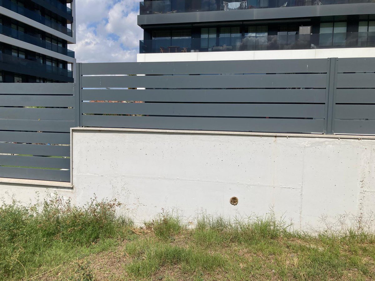 <a href="/joanbasaganyas/">Joan Basagañas</a> los vecinos dels Miralls <a href="/santjustcat/">santjustcat</a>, llevamos un mes esperando a que nos retiren las avispas de la fachada. Deseamos que no sean avispas  asiáticas ( vespa velutina) y no ocurra ninguna desgracia