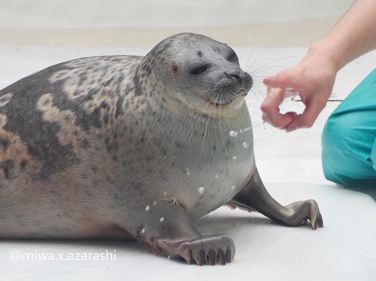 このアラレちゃんの表情、好き🫶🏻

#海遊館 #ワモンアザラシ #アラレ
2025.7