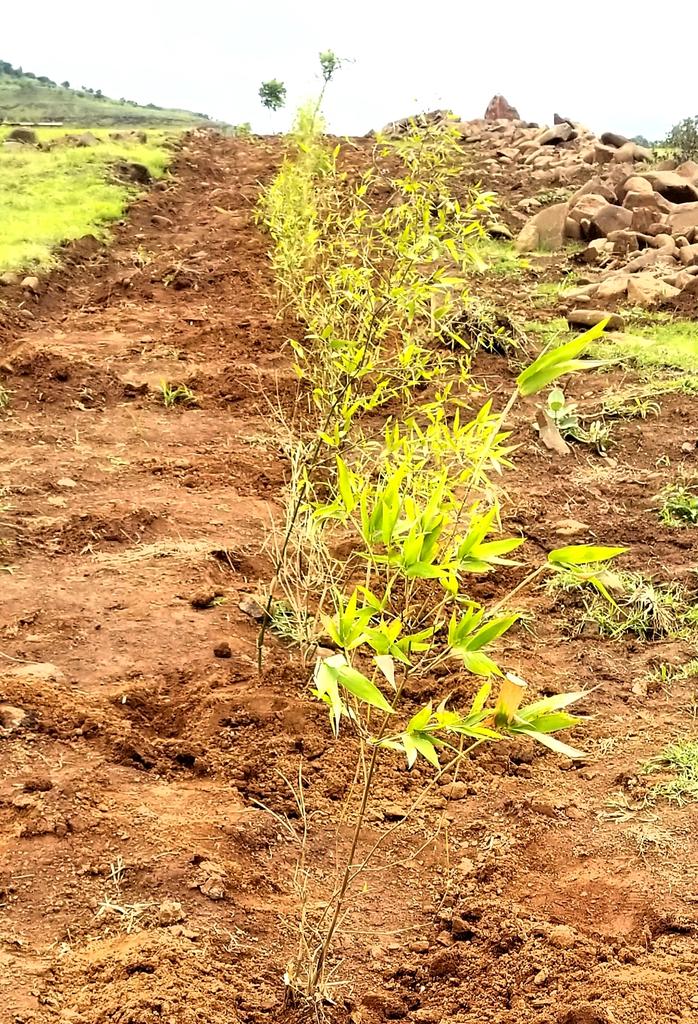 ✒️विशेष लेख 

पृथ्वीच्या रक्षणासाठी आणि मानवजातीच्या अस्तित्वासाठी बांबू-आधारित शाश्वत विकासाची गरज

mahasamvad.in/178120/
