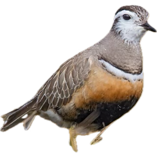 2nd phase Mediterranean Gull at Peel Isle of Man 🇮🇲 Hard to differentiate between various age groups of kittiwakes black headed gulls common gulls etc etc. Thank god it wasn’t raining.
<a href="/ManxBirdLife/">Manx BirdLife</a>  <a href="/manxnature/">Manx Wildlife Trust</a> 🇮🇲🇮🇲🇮🇲