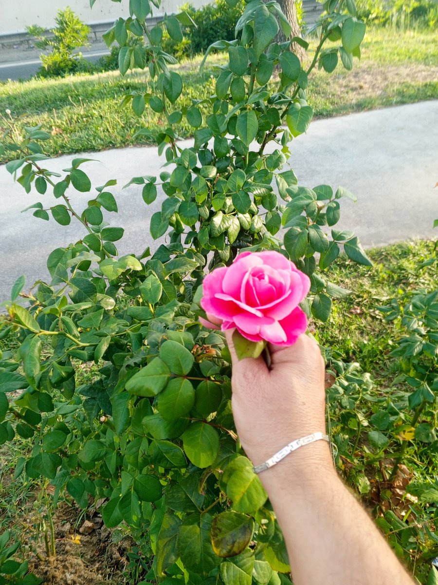 Işıldayan Kalbe bir, Gül,.