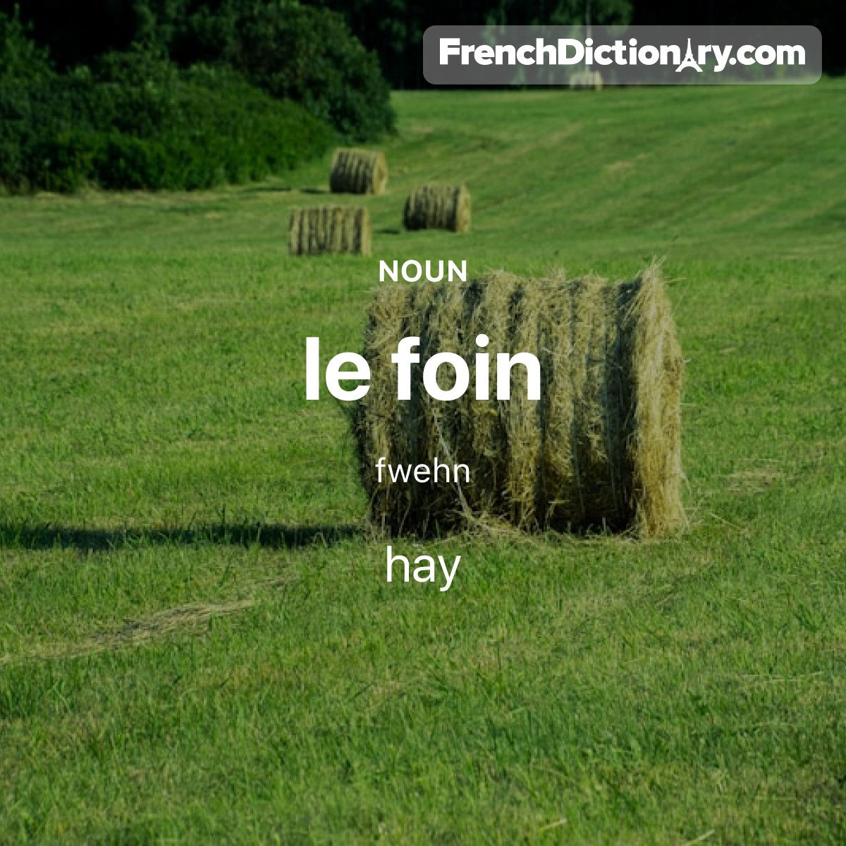 Today's #WordOfTheDay is "foin." 🐮🌾 For example: Il y avait des bottes de foin dans le champ. - There were bales of hay in the field.
#StudyFrench #ApprenezLeFrançais #ÉtudiezLeFrançais #TraductionFrançaisAnglais #Français #French #LearnFrench #MotDuJour
