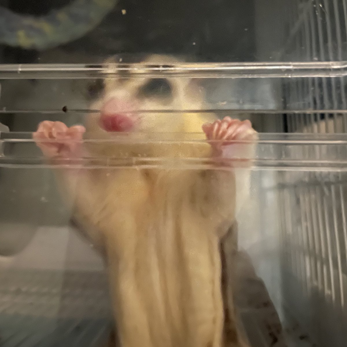 rin momo♡モモンガポーチ屋さん/JH浜松出店☺︎ tweet media