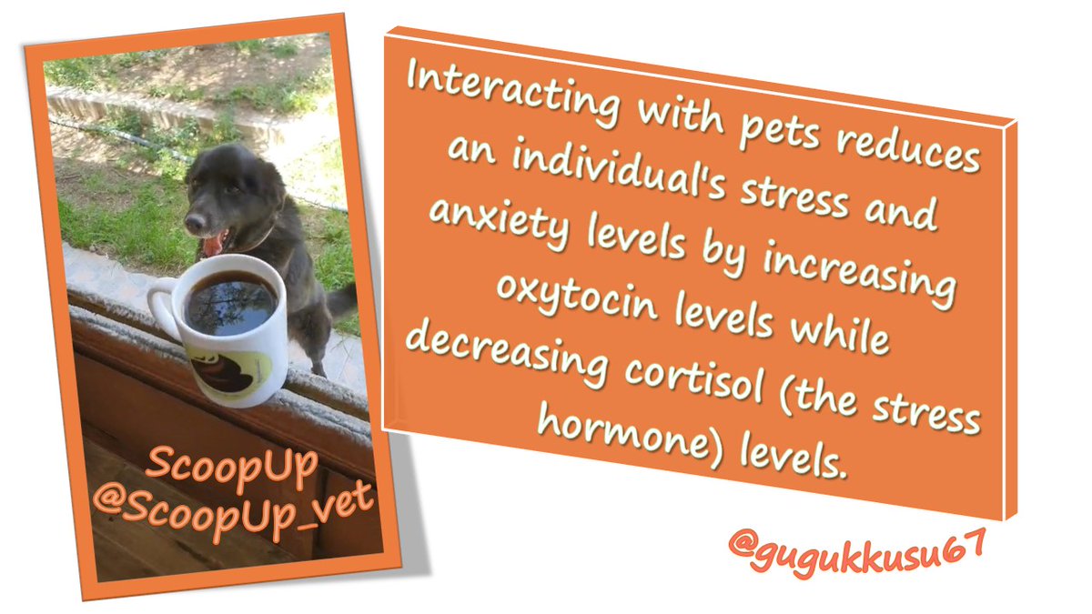 Pet ownership, especially for individuals showing depressive symptoms, reinforces a sense of emotional support and belonging by reducing feelings of social isolation.
<a href="/ScoopUp_vet/">ScoopUp</a> #PetTherapy #MindfulnessWithPets #VeBetterDAO #VeWorld #VeFam