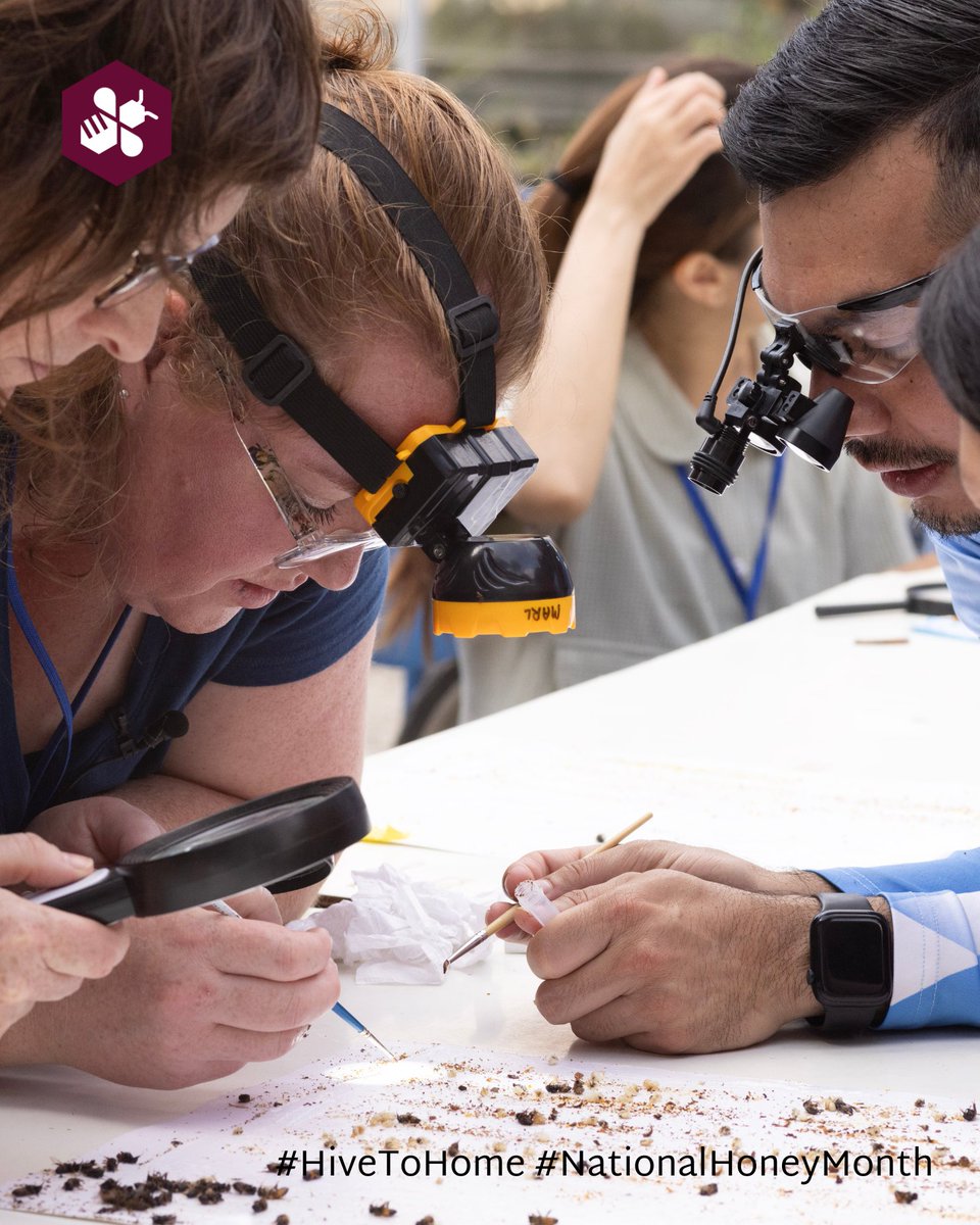 ProjectApism's tweet image. What do bees need to thrive? 
 
Project Apis m. funds research to answer just that—from nutrition to breeding to disease resistance. Learn how science is shaping a better future for honey bees: projectapism.org/research  
 
#HiveToHome #BeeScience #ProjectApisM