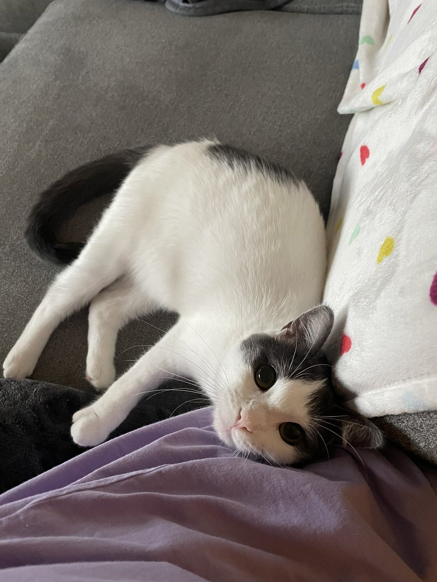 feederofcats's tweet photo. how does one leave for work under these circumstances https://t.co/WRJwydIyL0